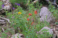 Castilleja miniata miniata
