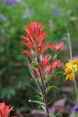 Castilleja miniata miniata