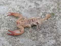 Euscorpius tauricus