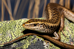 Oligosoma waimatense