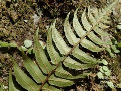 Polystichum lepidocaulon
