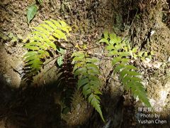 Polystichum lepidocaulon