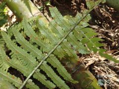 Dryopteris cycadina