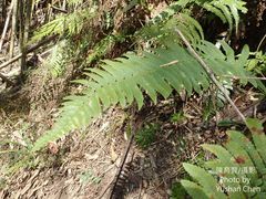 Dryopteris cycadina