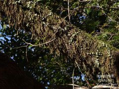 Pyrrosia linearifolia