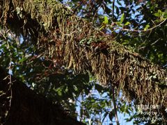 Pyrrosia linearifolia