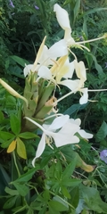 Hedychium flavescens