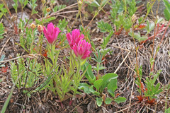 Castilleja parvula