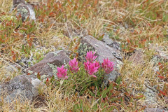 Castilleja parvula