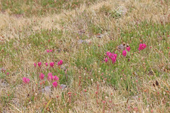 Castilleja parvula
