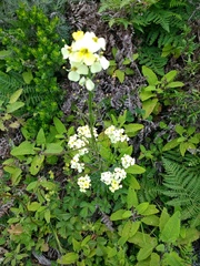 Erysimum franciscanum