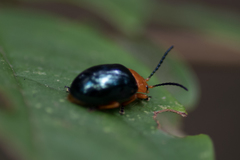 Lamprolina simillima
