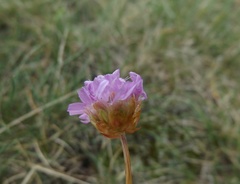 Armeria maritima halleri