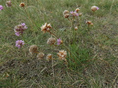 Armeria maritima halleri