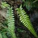 Polystichum parvipinnulum - Photo (c) 陳育賢, some rights reserved (CC BY-NC), uploaded by 陳育賢