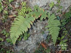Dryopteris cycadina