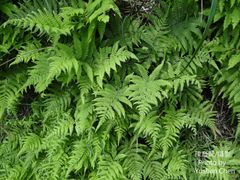 Coryphopteris castanea