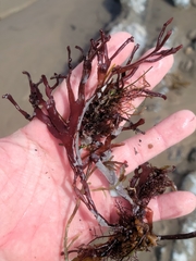 Ahnfeltiopsis linearis