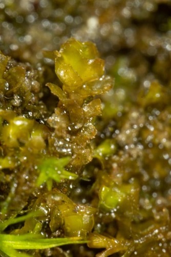 Dark Earwort (Scapania obscura)