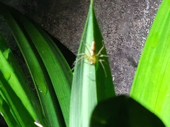 Oxyopes