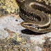 Long-toed Skink - Photo (c) Carey-Knox-Southern-Scales, some rights reserved (CC BY-NC), uploaded by Carey-Knox-Southern-Scales