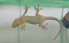 Gekko swinhonis