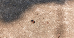 Chrysomya megacephala