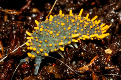 Holacanthella paucispinosa