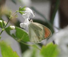 Colotis euippe mediata