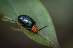 Lamprolina simillima