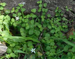 Lobelia pedunculata