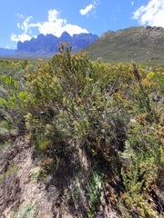 Leucadendron lanigerum laevigatum