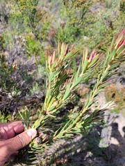 Leucadendron lanigerum laevigatum