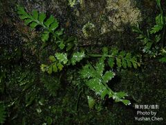 Asplenium ritoense