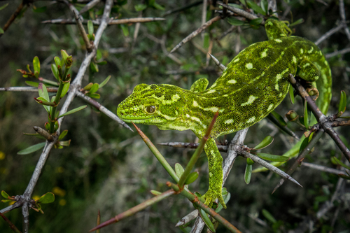 Central Tree Gecko, Naultinus tuberculatus