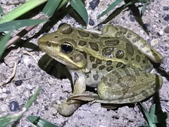 Lithobates spectabilis