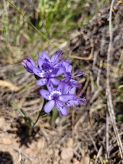 Codonorhiza elandsmontana