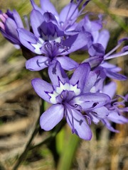 Codonorhiza elandsmontana