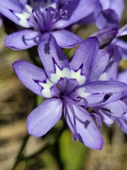 Codonorhiza elandsmontana