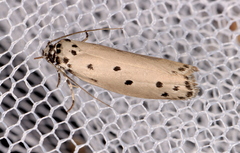 Ethmia heptasema