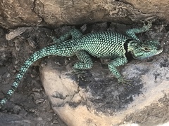 Sceloporus gadsdeni