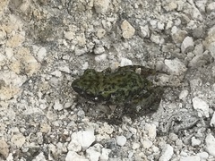 Eleutherodactylus verrucipes