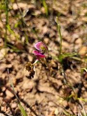 Disa spathulata spathulata