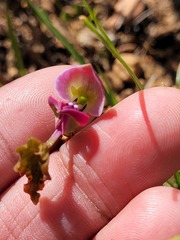 Disa spathulata spathulata