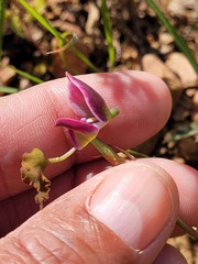 Disa spathulata spathulata