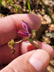 Disa spathulata spathulata