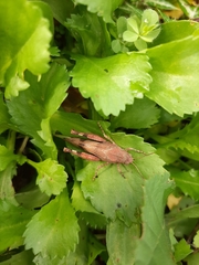 Acrididae