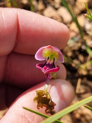 Disa spathulata spathulata