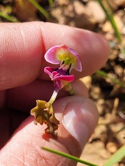 Disa spathulata spathulata
