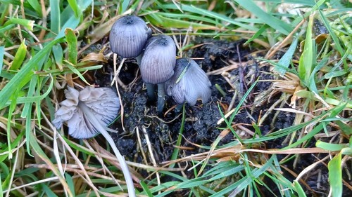 Blozend staalsteeltje